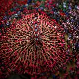 human-piramid-tilt-shift